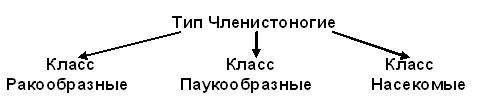 Урок по биологии на тему Класс Ракообразные