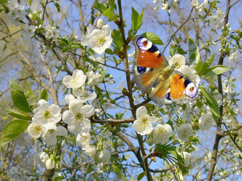 Урок (экскурсия в природу) по курсу Человек и мир на тему: «Полюбуйся: весна наступает…»