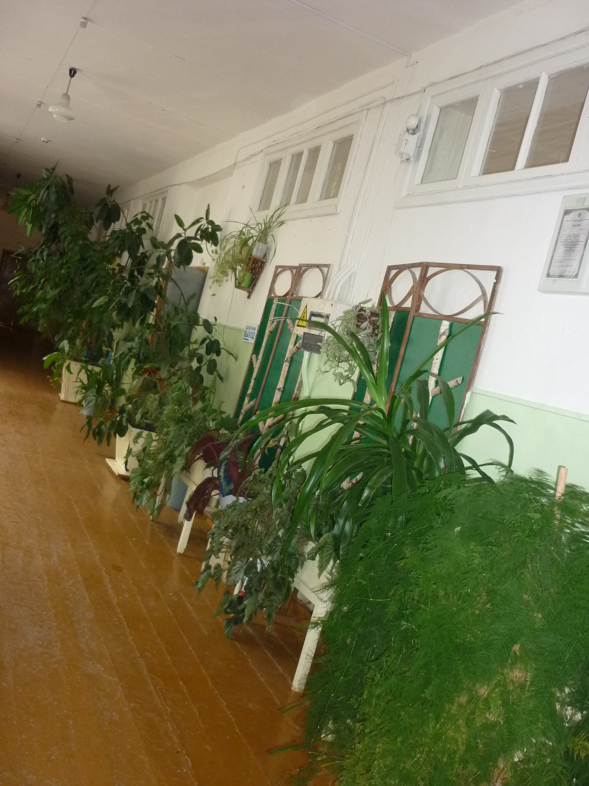 Проект Влияние комнатных растений на здоровье и настроение школьников