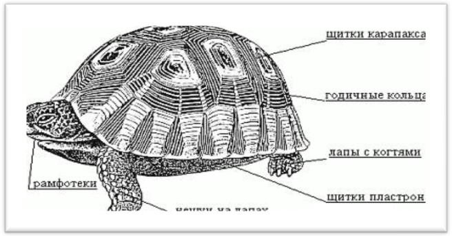 Методическая разработка по окружающему миру в коррекционном 6 классе Мой первый проект Красноухие черепахи - мои удивительно способные друзья