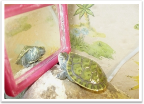 Методическая разработка по окружающему миру в коррекционном 6 классе Мой первый проект Красноухие черепахи - мои удивительно способные друзья