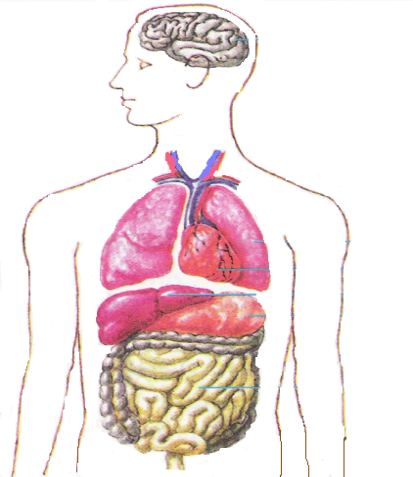 Урок по биологии 8 класс Топография внутренних органов
