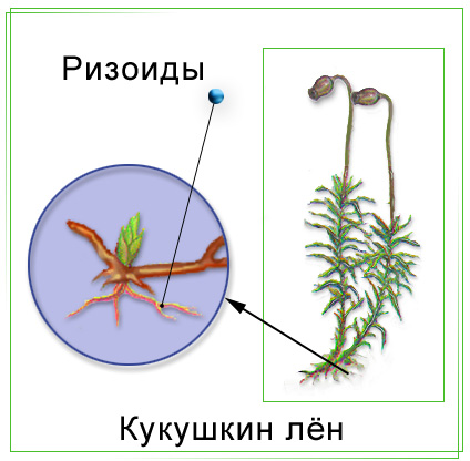 Рассмотрите изображения кукушкин лен ламинария баклажан