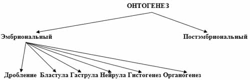 Методические указания для студентов по теме Индивидуальное развите организма.