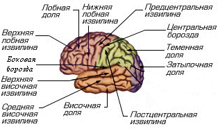 Конспект урока по биологии на тему Доли головного мозга и зоны коры больших полушарий (8 класс).