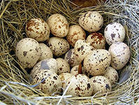 Яйцо, как ценный пищевой продукт. Способы определения доброкачественности яиц.