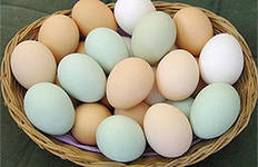 Яйцо, как ценный пищевой продукт. Способы определения доброкачественности яиц.