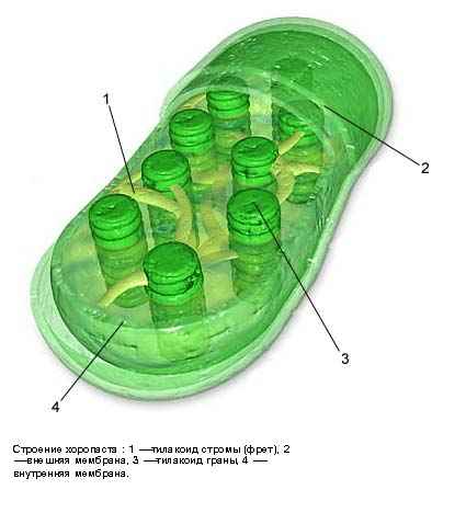 Урок по биологии Строение растительной клетки