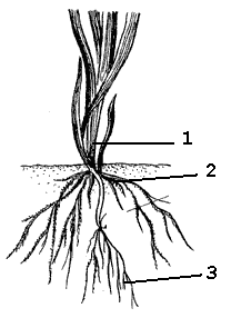 Пшеничный корень
