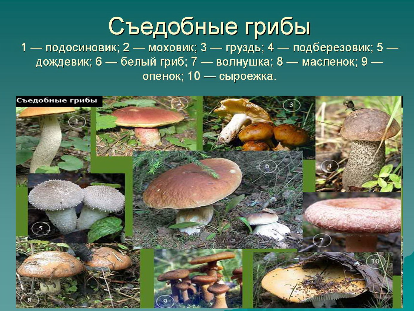 Картинки съедобных грибов с названиями