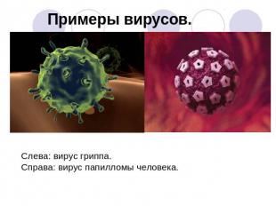 Урок-изложение нового материала Внеклеточные формы жизни-вирусы