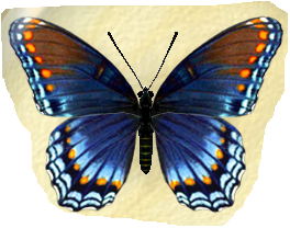 Разработка урока по ИЗО на тему монотипия Бабочка 2 кл