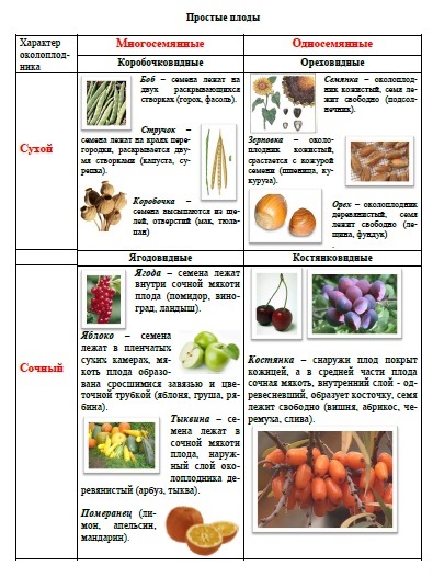 Значение плодов кратко