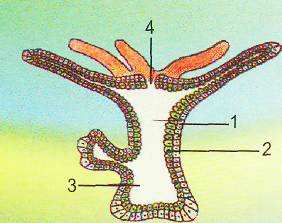 Ашық сабақ Ішекқуыстылар типіне жататын жәндіктердің негізгі ерекшеліктері