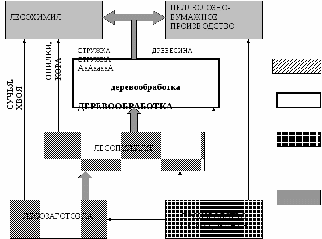 Лес и Человек элективный курс