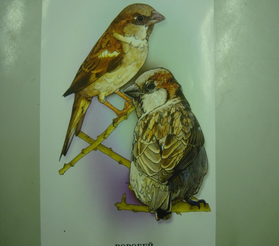 Конспект урока по ИЗО «Рисование птиц»