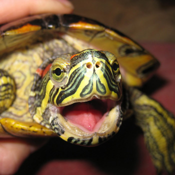 Оуд наблюдение за черепахой для студентов