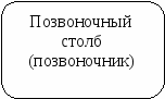 Конспект урока строение скелета человека