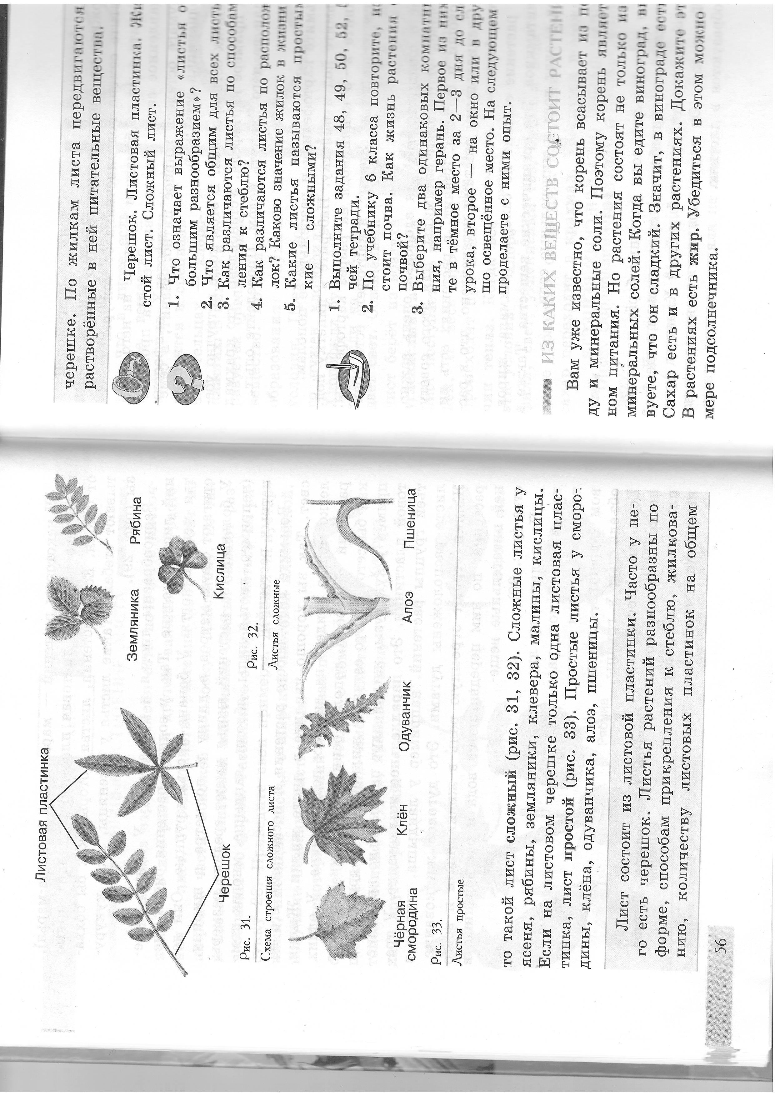 Урок по биологии в специальной (коррекционной) школе VIII вида на тему Внешнее строение листа. Разнообразие листьев ( 7 класс).