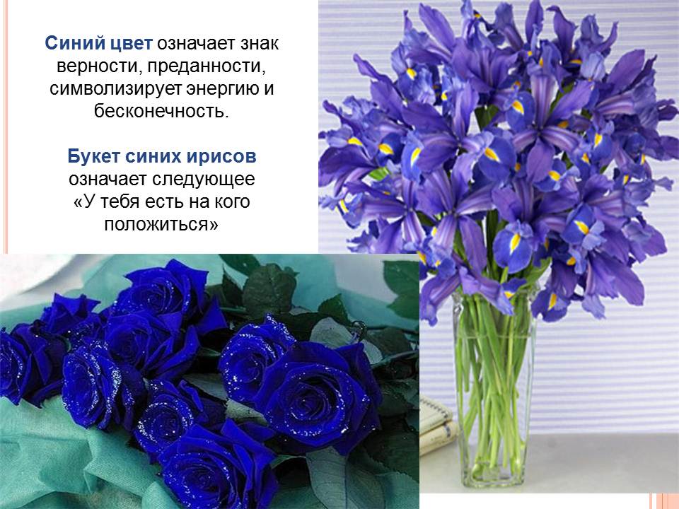 Что означает синие цветы. Синий на языке цветов. Синий цвет верности. Люди которые любят синий цвет. Синий цвет символ.