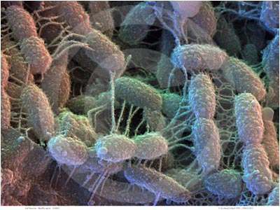 Ашық сабақ биология пәнінен Бактериялардың табиғаттағы және адам өміріндегі маңызы(6 сынып)