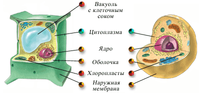 Обобщающий урок в 10 классе ТЕМА УРОКА: КЛЕТКА - СТРУКТУРНАЯ И ФУНКЦИОНАЛЬНАЯ ЕДИНИЦА ЖИВОГО.