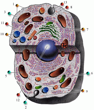 Урок клетка 10 класс. Картиночки клеток цитология. Клетка человека рисунок. Цитология клетки растений фото. Биологические части Евы.