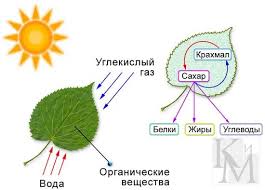 Документ по биологии на тему Фотосинтез (10 класс)