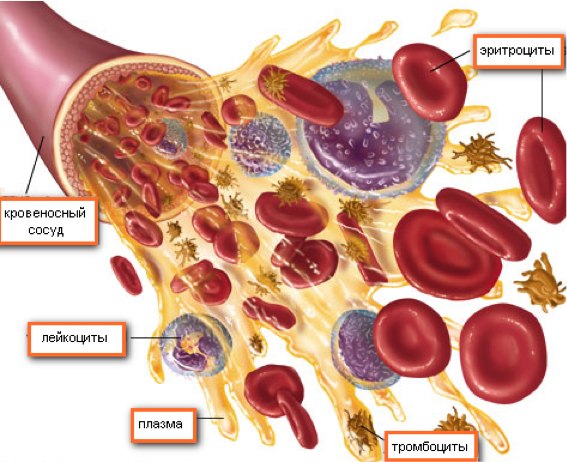 Урок биологии в 9 классе Тема: Внутренняя среда организма. Функции и состав крови