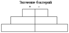 Разработка урока по биологии по теме Бактерии в 5 классе