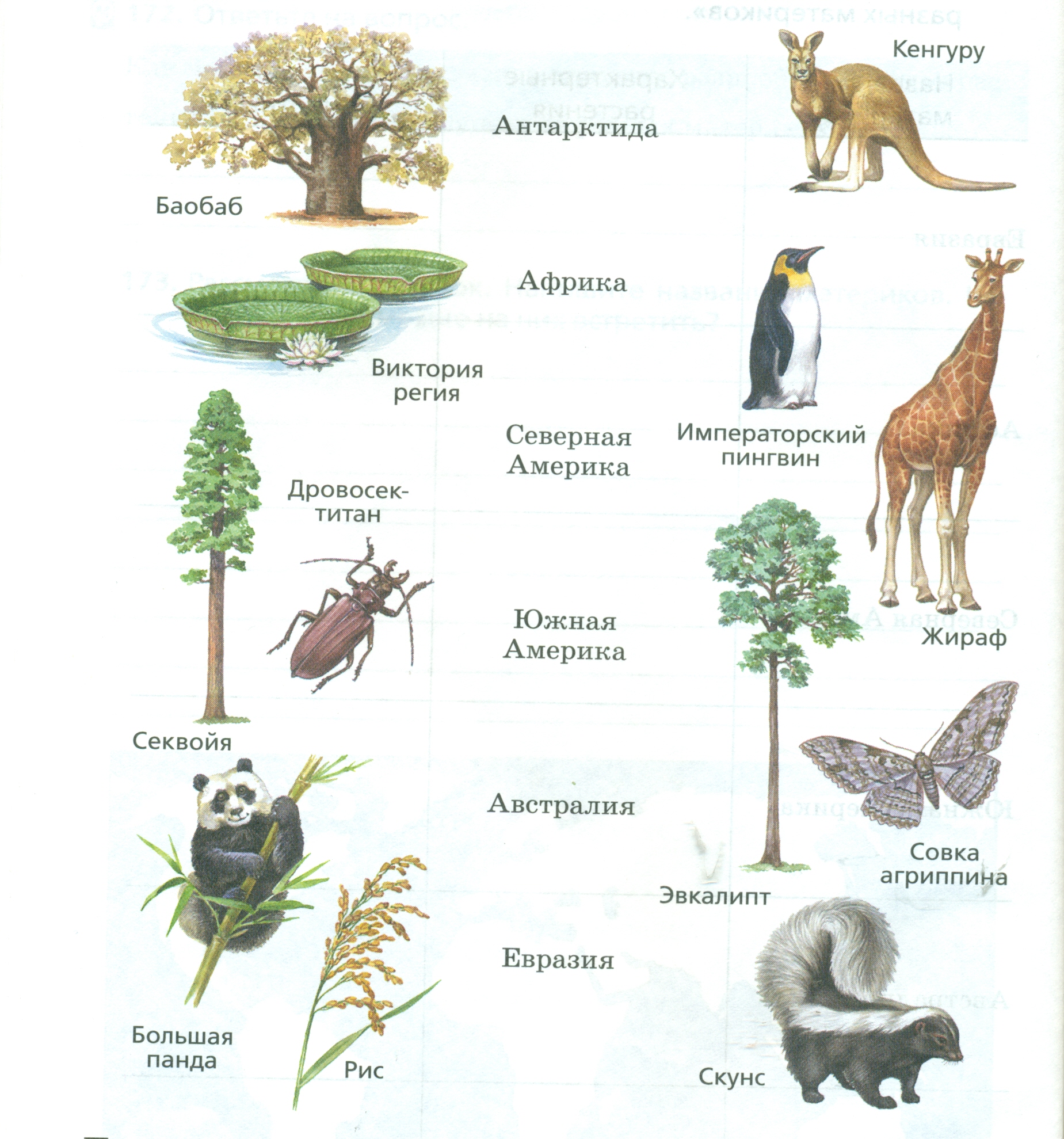 Материки животные и растения