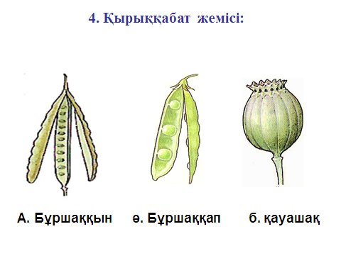 Конспект уроков по биологий на тему Жемістер (6 класс)