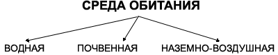 Конспект урока по биологии 5 класс :Среды обитания организмов.