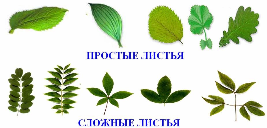 Урок по ботанике Лист – часть побега. Строение листа. Значение листа для растения. по программе Пономаревой И.Н.
