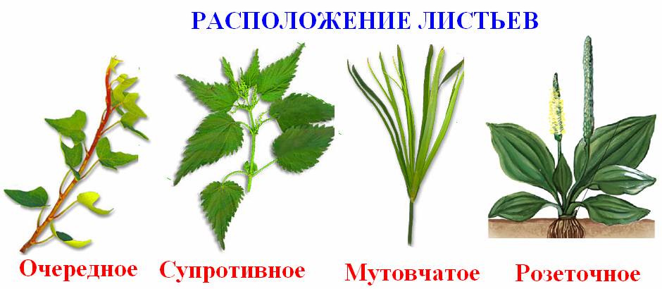 Урок по ботанике Лист – часть побега. Строение листа. Значение листа для растения. по программе Пономаревой И.Н.