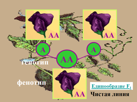 Тема: История развития генетики. Труды Г. Менделя». Цели: ознакомить учащихся с наукой генетикой, дать знания о развитии науки. Образовательные: – расширить, углубить знания и основные понятия по теме “Генетика”; Развивающие: • Развитие познавательно