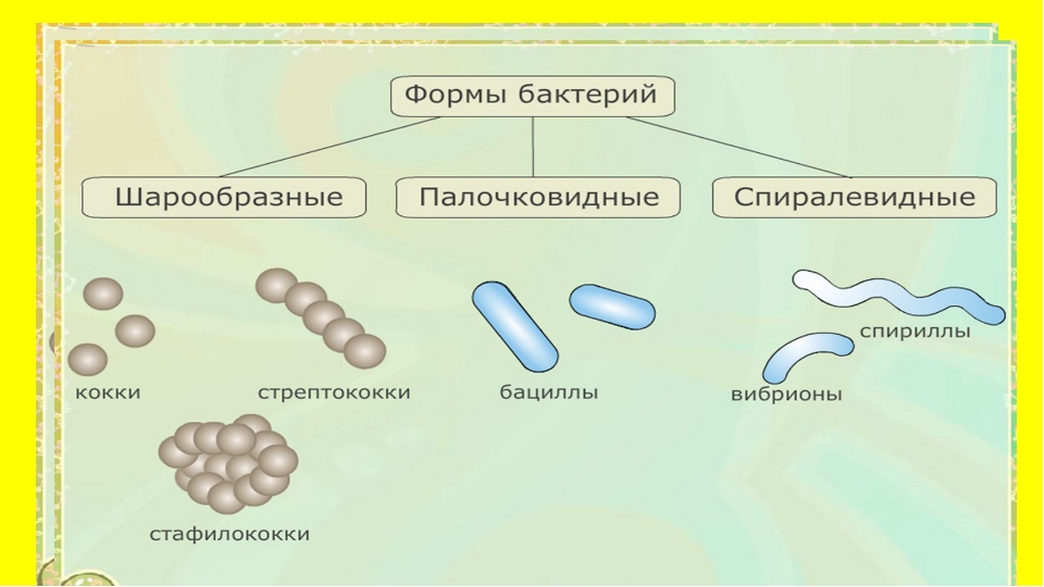 Конспект урока на тему Прокариотическая клетка (9 класс) (самостоятельная работа)