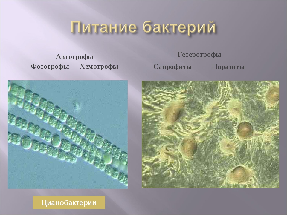 Конспект урока на тему Прокариотическая клетка (9 класс) (самостоятельная работа)