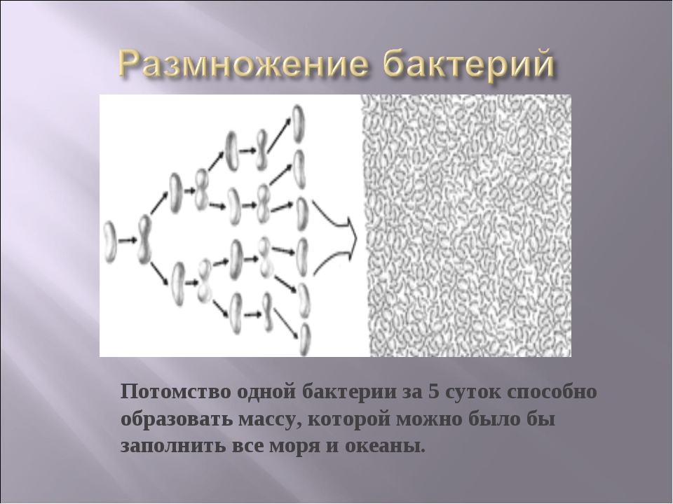 Конспект урока на тему Прокариотическая клетка (9 класс) (самостоятельная работа)