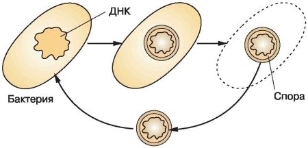 Конспект урока на тему Прокариотическая клетка (9 класс) (самостоятельная работа)