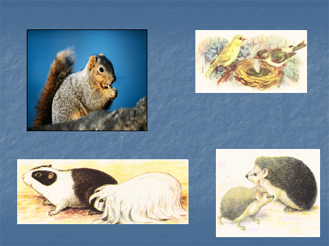 Конспект урока по окружающему миру Животные живого уголка (2 класс)