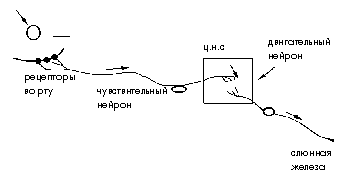 Конспект урока биологии на тему Пищеварение в ротовой полости