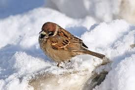 Урок по природоведению,тема Как изменяется зимой жизнь насекомых и птиц?,2 класс