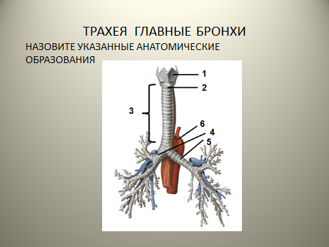 Методическая разработка теоретического занятия по теме Организация аудиторной и внеаудиторной самостоятельной работы студентов по теме Дыхательная система. Воздухоносные пути