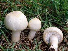 Конспект урока окружающий мир по теме В царстве грибов (3 класс)