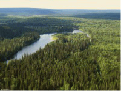 Экологическая викторина Девственные леса Республики Коми