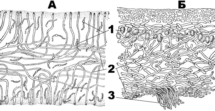 Микобионт на рисунке