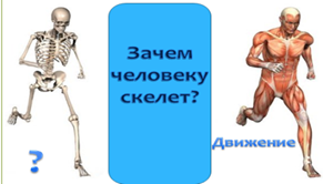 Урок по биологии для 8класса «Зачем человеку скелет?»
