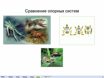 Методическая разработка Формирование познавательной активности обучающихся на занятиях по биологии через использование ИКТ.