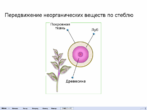 Методическая разработка Формирование познавательной активности обучающихся на занятиях по биологии через использование ИКТ.